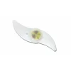 Lumina LED spite bicicleta, Esperanza ASTERION, EOT006, multicolor